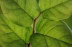 USA, Washington State, Seabeck. Salal leaves in spring. Art Print